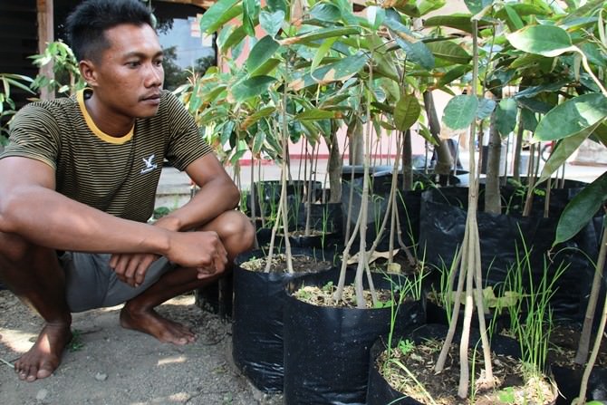 Ditangan Ongen, Satu Bibit Durian Bisa Disambung Tiga Akar