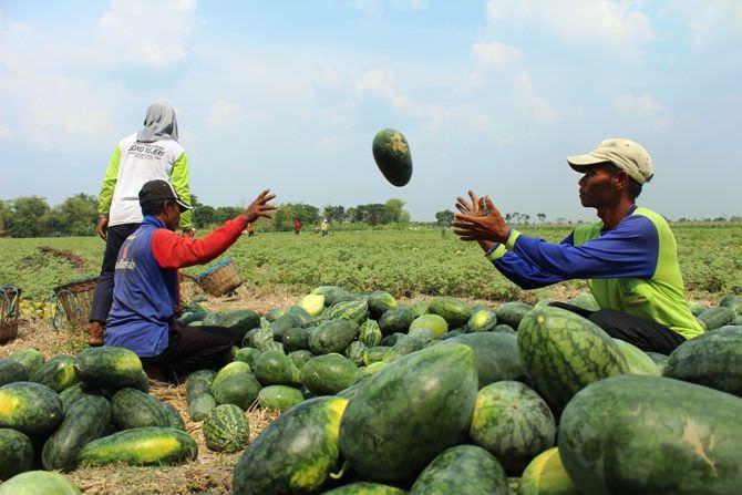 Jelang Musim Hujan, Harga Jual Semangka Megaluh Masih Stabil