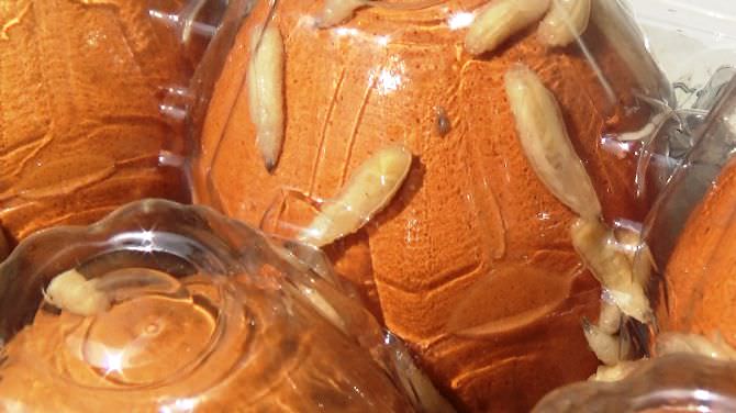 Lagi, Warga Miskin Disuruh Makan Telur Campur Belatung