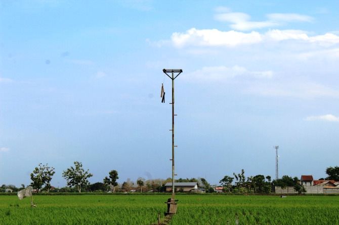 Satwa Burung Hantu Dilindungi, Rumahnya Justru Banyak Rusak dan Hilang