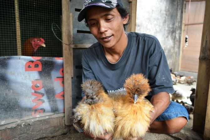 Ternyata Ada di Jombang, Peternak Ayam Hias Jenis American Silky