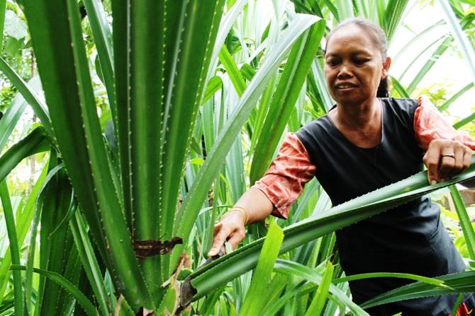 Tikar Pandan Utara Brantas; Perajin Sulit Dapatkan Bahan Baku