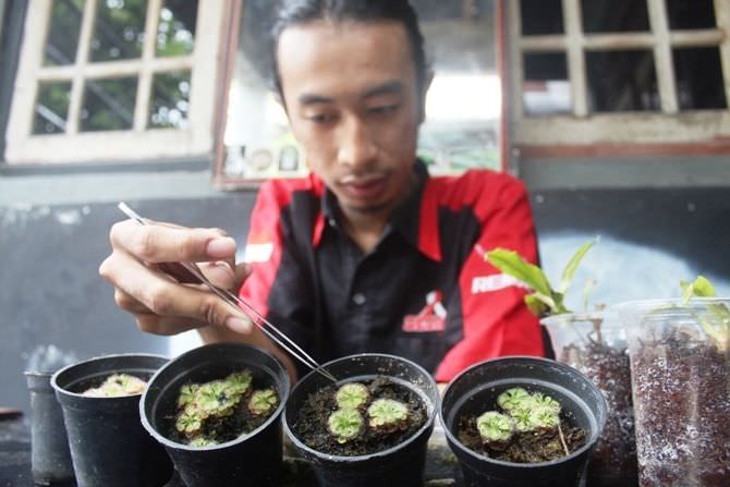Budidaya Tanaman Karnivora di Jombang Bergeliat, Makannya Lalat