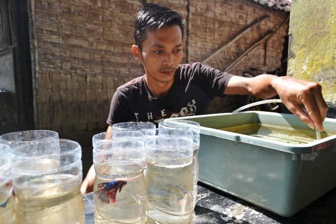 Geliat Budidaya Ikan Cupang di Ngoro, Banyak Pembeli Saat Marak DBD