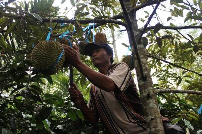Panen Melimpah di Puncak Musim, Harga Durian Wonosalam Tetap Mahal