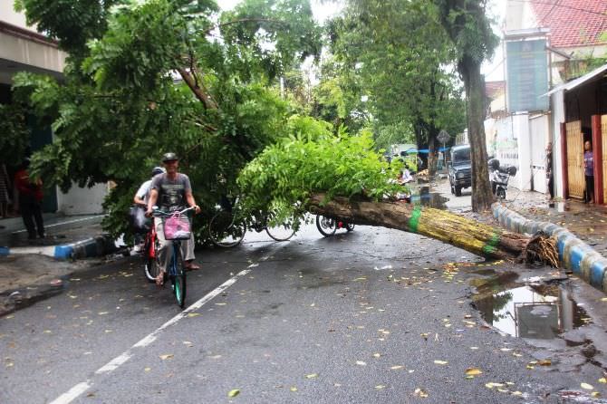Diterpa Angin, Pohon Tumbang Tutup Ruas Jalan Buya Hamka Jombang