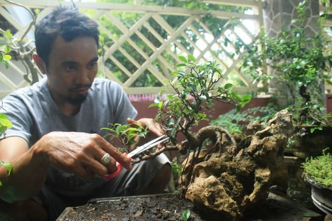 Ikwanto, Salah Satu Pembudidaya Tanaman Bonsai yang Masih Bertahan