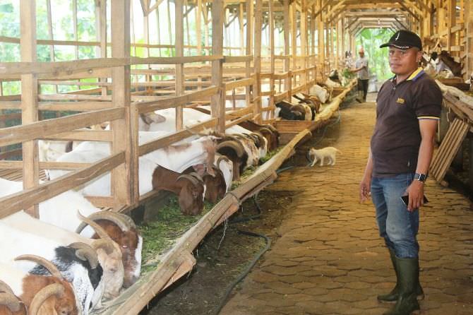 Melihat Peternakan Kambing Boer Asal Afrika di Desa Ngrimbi Jombang