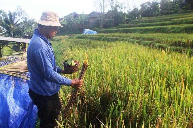 ‘Metik’, Tradisi Turun Temurun Petani Wonosalam Jelang Panen Padi