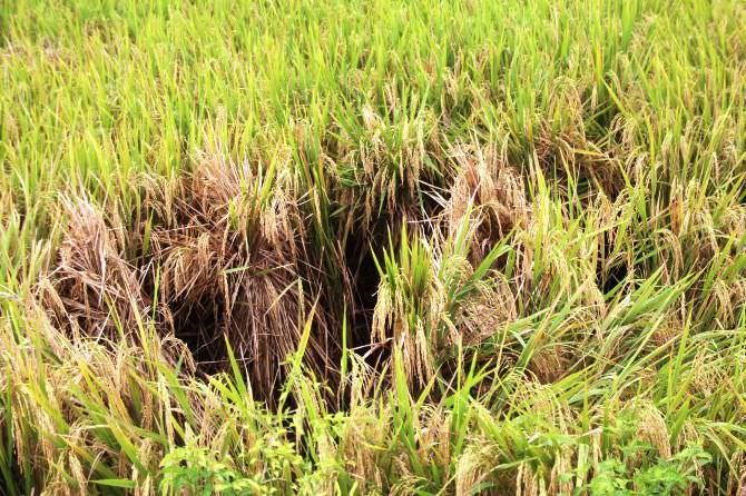 Sudah Dilakukan Penyemprotan, Hama Wereng Tetap Menyerang Tanaman Padi