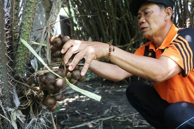 Desa Pulogedang Tembelang, Kampung Salak dengan Varietas Tiga Rasa
