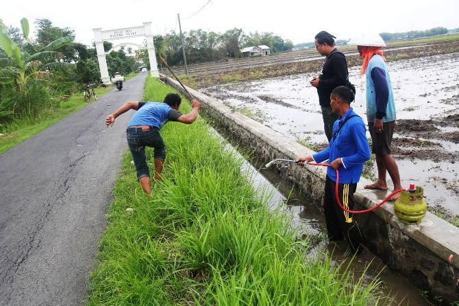 Jombang Darurat Hama Tikus, Perburuan Dua Jam Saja Dapat 400 Ekor