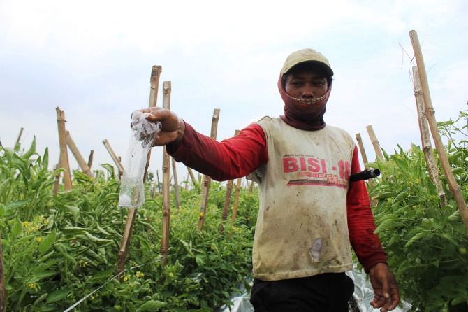 Petani di Perak Usir Hama Tikus Gunakan Kapur Barus Pewangi Pakaian