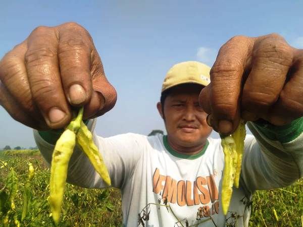 Tak Takut Pedas, Hama Tikus di Jombang Juga Makan Tanaman Cabai