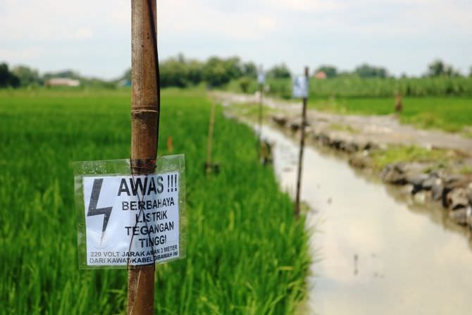 petani di Jombang masih menggunakan listrik untuk menangkal hama tikus