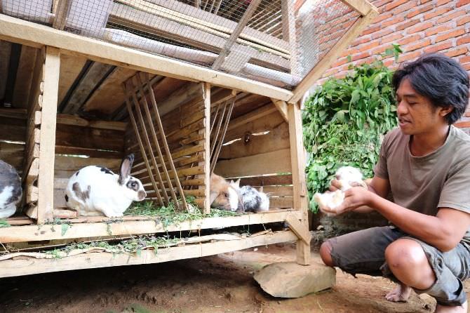 Melihat Usaha Peternakan Kelinci ala Eko Krismianto Asal Wonosalam