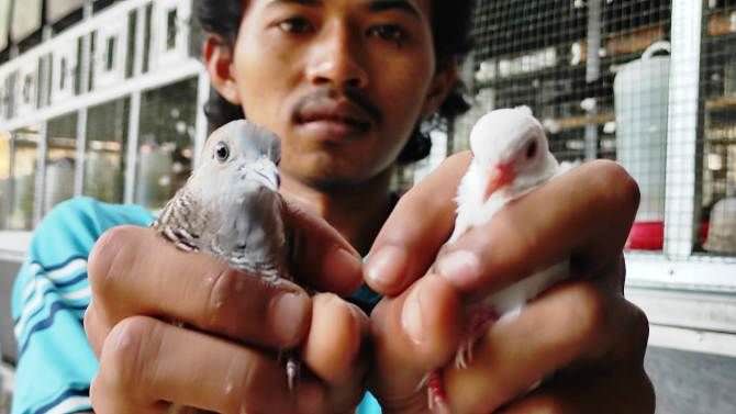 Bisnis Burung Perkutut di Pagerwojo, Omset Capai Rp 5 Juta Per Bulan