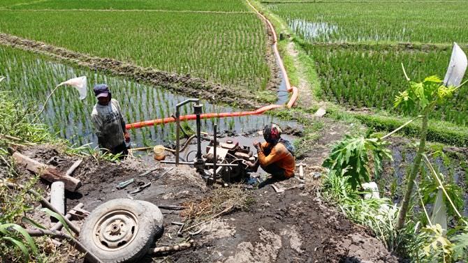 Air Terbatas Akibat Kemarau, Petani di Kecamatan Gudo Mengeluh