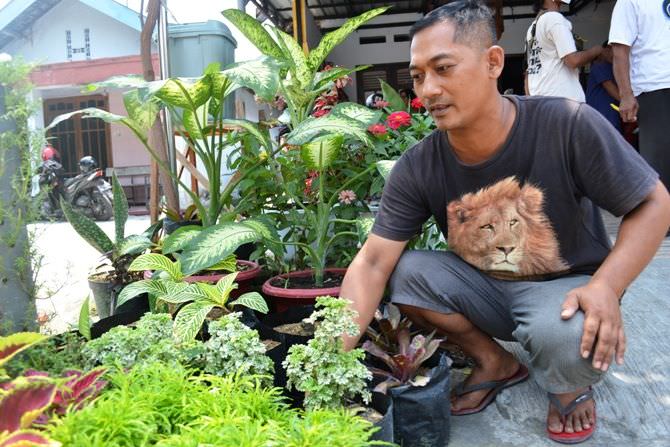 Budidaya Bunga Aglonema Mulai Ramai di Jombang, Harganya Jutaan Rupiah