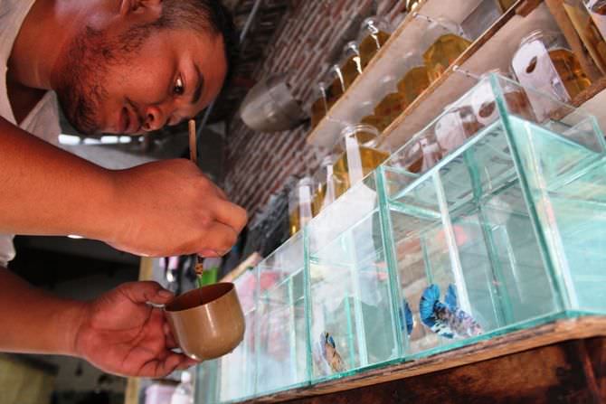 Cupang Hias dari Tengaran Peterongan Tembus Pasar Jateng dan Jabar