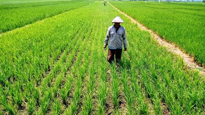 Jatah Dibatasi, Petani di Gudo Jombang Sulit Dapatkan Pupuk Subsidi