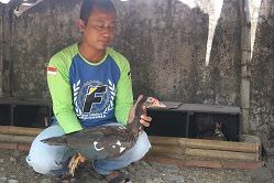 Mentok hias jenis rambon kini banyak diminati. Mentok jenis ini mempun
