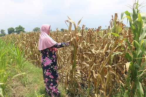 Petani jagung di Dusun Ngembeh, Desa Ngumpul, Kecamatan Jogoroto