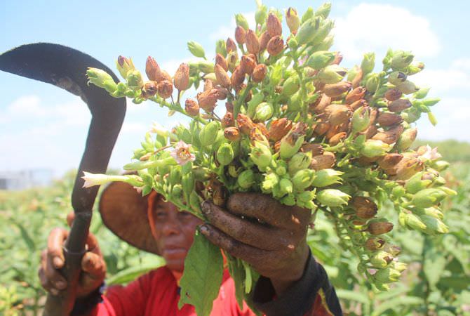 Jebloknya harga tembakau membuat para petani terpaksa menjual bunga.