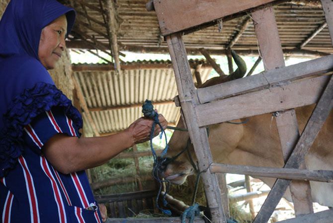 maling sapi