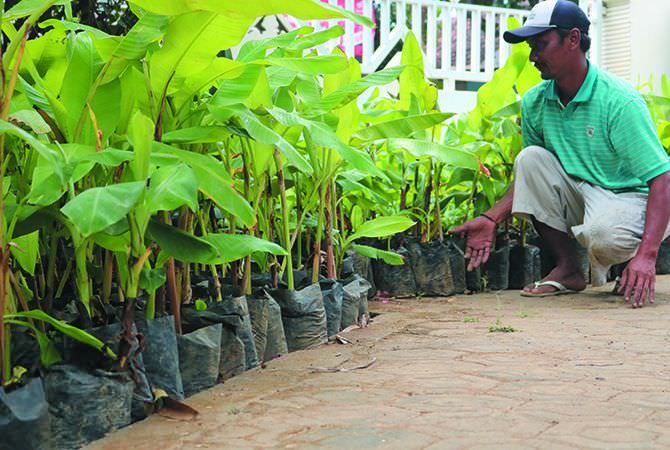 Pagu Harga Terlalu Mahal, Pengadaan Bibit Pisang Rp 2,1 M Dikritik