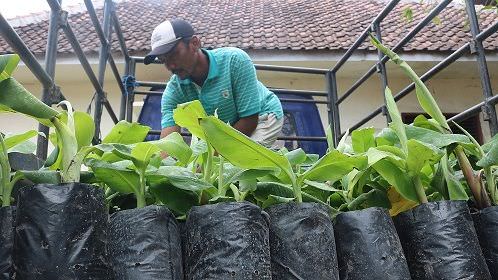 Lelang proyek pengadaan bibit pisang mas kirana Dinas Pertanian Rp 2,1