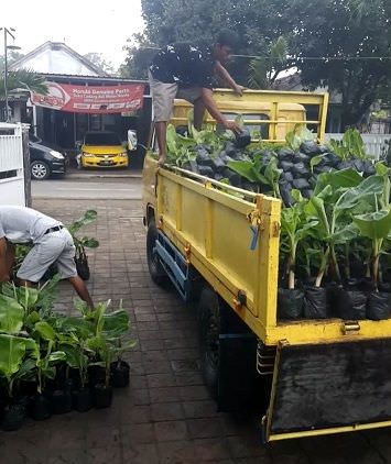 Pemenang lelang program bantuan bibit pisang Dinas Pertanian (Disperta