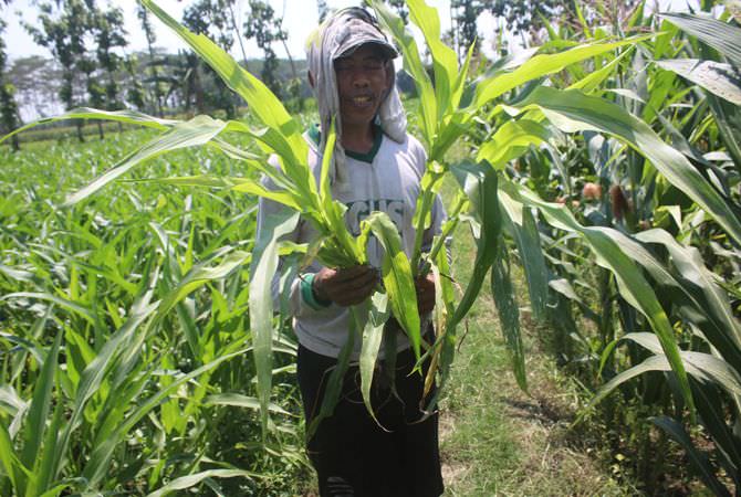 Sejumlah petani di Dusun Canggon, Desa Ngudirejo, Kecamatan Diwek