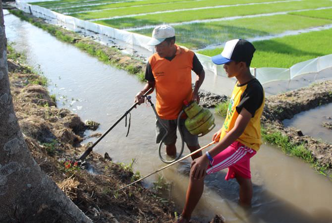 JOMBANG - Berbagai cara dilakukan petani untuk mengatasi serangan hama