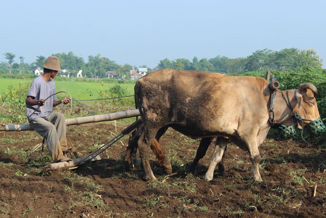 JOMBANG - Membajak sawah dengan memanfaatkan tenaga sapi masih menjadi
