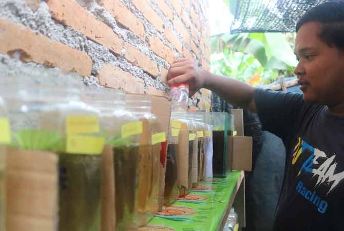JOMBANG - Sebagai ikan hias yang dinikmati karena keindahannya, harga