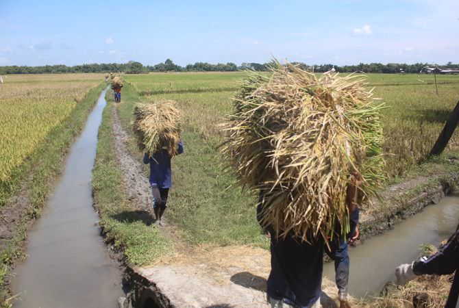 JOMBANG - Hama penyakit kresek yang diakibatkan bakteri Xanthomonas or