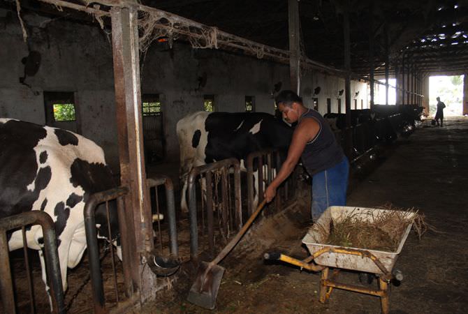 Susu Segar Sapi Perah Wonosalam Hasilkan Ratusan Liter, Pesan Cukup WA
