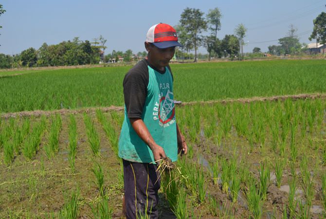 Tanaman Padi Diserang Tikus, Harga Gabah di Jombang Di Bawah HPP
