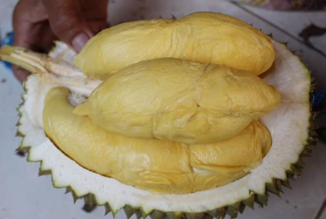 Terus Kembangkan Durian Wonosalam