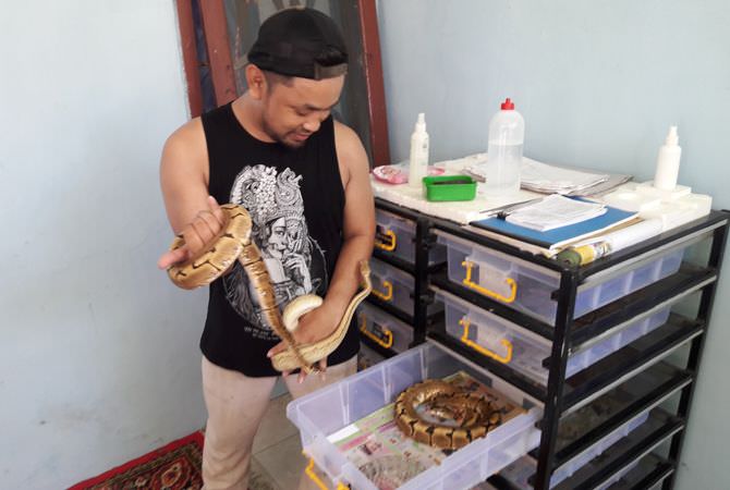 Cantiknya Ular Sanca di Jombang Jenis Ball Python Asal Afrika