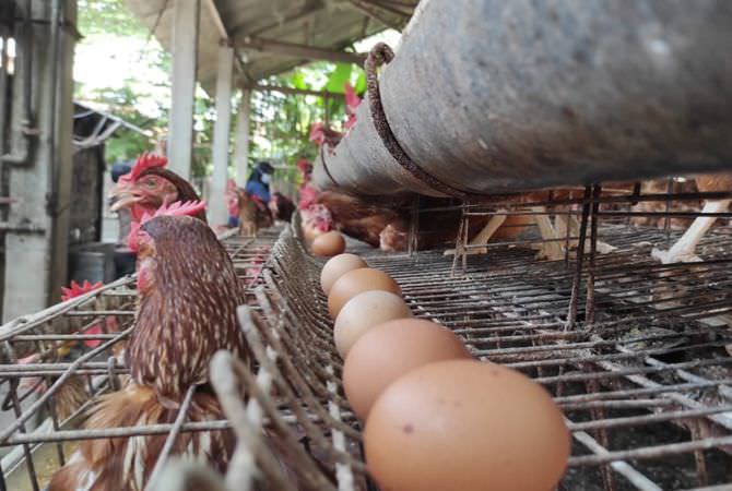 Peternak Ayam Petelur di Jombang Keluhkan Harga Pakan