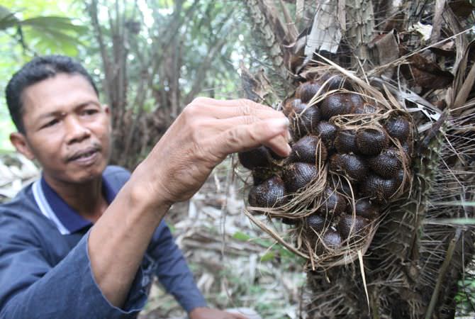Hasil Panen Salak Wonosalam Jombang Melimpah
