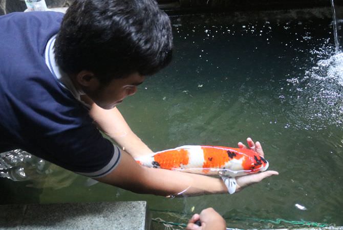 Warna-warni Indah Ikan Koi di Kelurahan Jombatan, Kecamatan Jombang