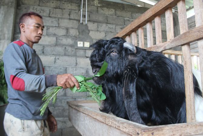 Budi Daya Kambing Peranakan Etawa Ras Kaligesing di Wonosalam