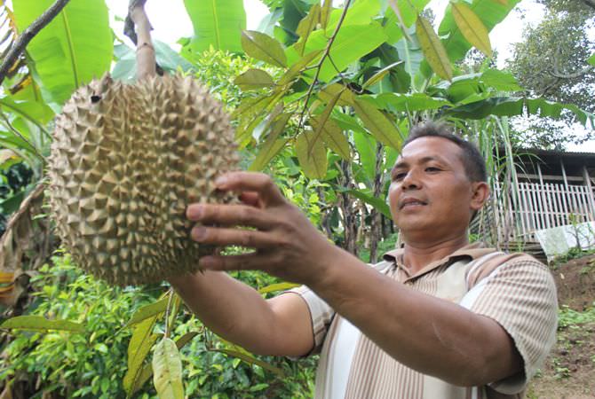 Durian Montong Memiliki Ukuran Lebih Gede