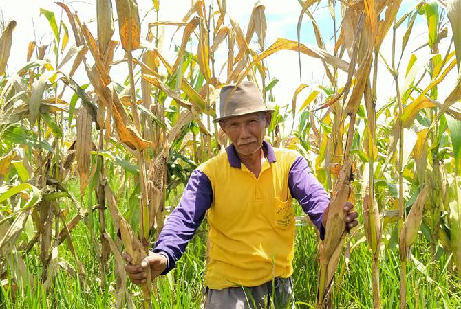 Keluhkan Serangan Hama Tikus, Petani Jagung Jelang Panen