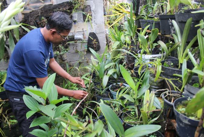 Ada Belasan Jenis, Tumbuh Subur di Lereng Anjasmara