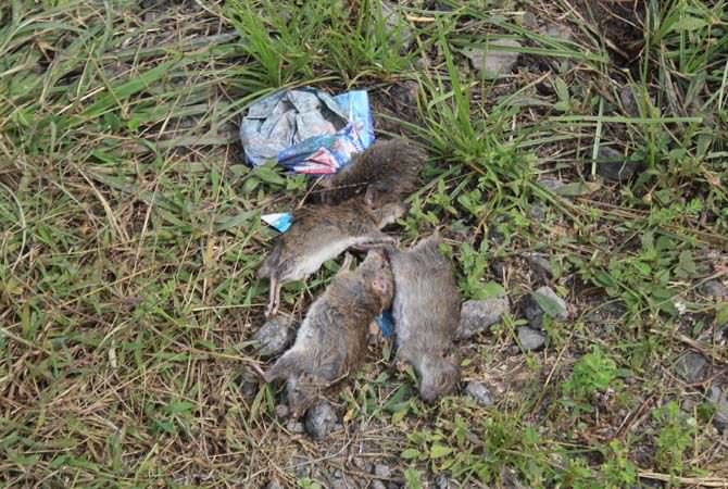 Basmi Hama Tikus, Petani Urunan Beli Belerang