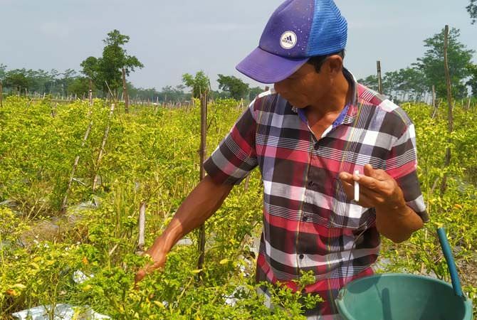 Cabai Diserang Hama Petek